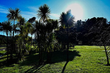 Obraz premium sunset in the park