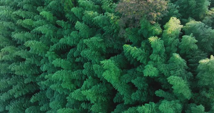 Aerial footage of beautiful bamboo forest landscape in China