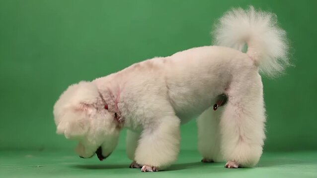 Portrait of a Cute White Fluffy Bichon Frise Dog Against a Solid Green