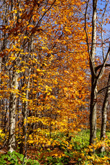 Autumn Forest Trees Showing Vibrant Seasonal Colors Against Blue Sky