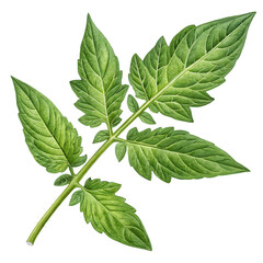 Fototapeta premium isolated on a transparent background png