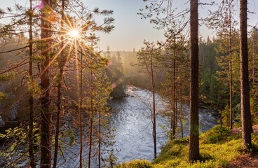 morning in the forest