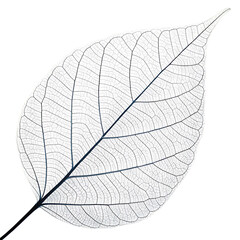 Obraz premium isolated on a transparent background png