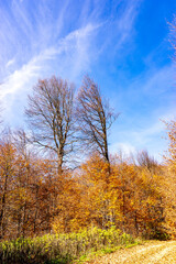 Autumn Forest Path Covered with Fallen Leaves