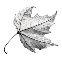 Obraz premium isolated on a transparent background png