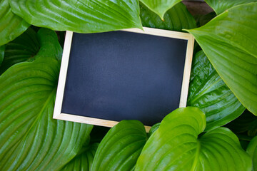 Black chalk board with wooden frame with space for your text, in the background are green plant leaves typical for summer.