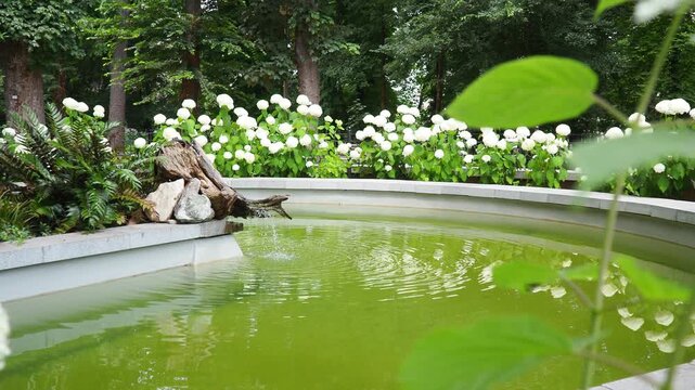 Hydrangea hortensia is a genus of flowering plants native to Asia and Americas. Hydrangeas are popular ornamental plants, grown for their large flowerheads. A pond with a fountain and falling water