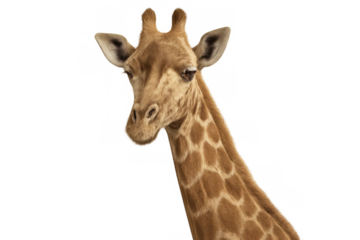 Giraffe head and top of neck isolated on a transparent background, showcasing detailed facial features and unique spotted coat