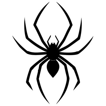 black spider isolated on white background