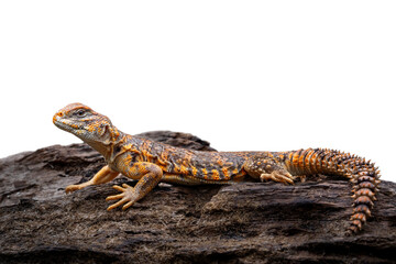 Saharan spiny-tailed lizard (Uromastyx geyri) is endemic to North Africa.