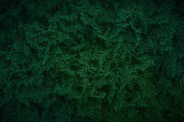 Thuja leaves texture green background. Natural background of thuja tree branches.