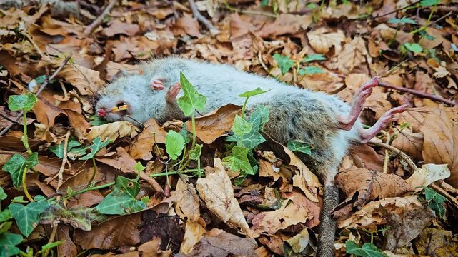 Dead rat lying among dry leaves in forest, signaling risk of epidemic outbreak. Rodent decomposing on ground, serving as source of bacteria and viral transmission. Vermin decaying in nature