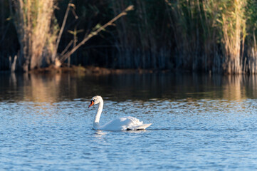 swan on the lake