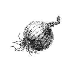 Onion, hand drawn vector illustration, ink sketch
