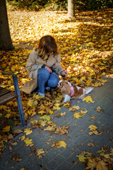 Cavalier king charles spaniel puppy sitting next to her owner in park in an autumn day