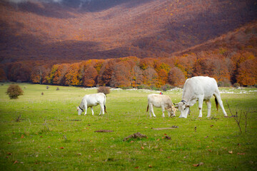 Naklejka premium Autumn