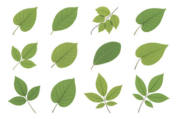 Collection of green leaves various shapes and sizes isolated