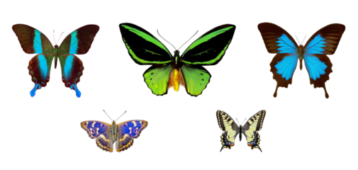 set of colorful tropical butterflies isolated on transparednt background