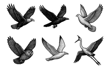 Obraz premium Set of detailed flying birds in engraved style