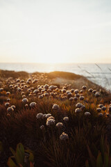 Rota Vicentina, cammino portoghese e paesaggi 