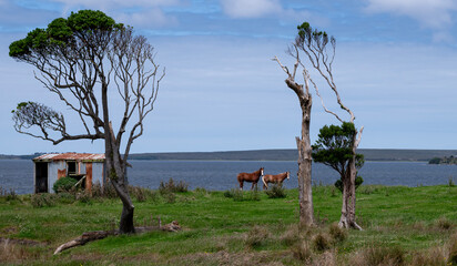horses on the beach