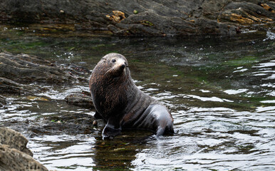 Naklejka premium seal on the beach