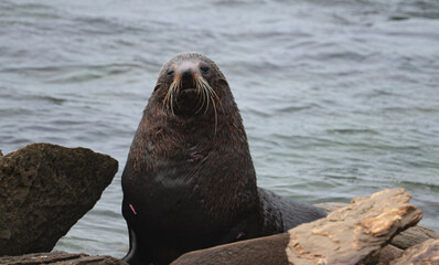 Fototapeta premium Seal 