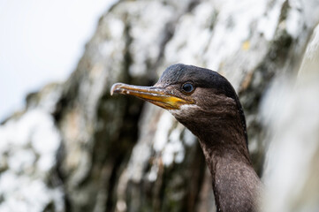 Fototapeta premium close up of a bird