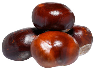 Horse chestnut with a smooth, shiny, brown surface.
