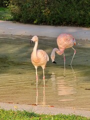pink flamingo in the water