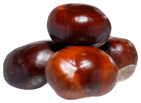 Horse chestnut with a smooth, shiny, brown surface.