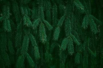 Green branches of a spruce tree close-up. Natural green Christmas tree background.