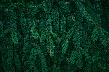 Green branches of a spruce tree close-up. Natural green Christmas tree background.