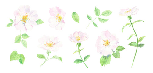 Wild Rose flower set. Watercolor illustration of a pale pink Dog Rose or Rosa Canina. Hand-painted summertime botanical collection on white background