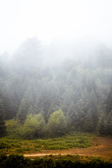 Foggy village and pond view