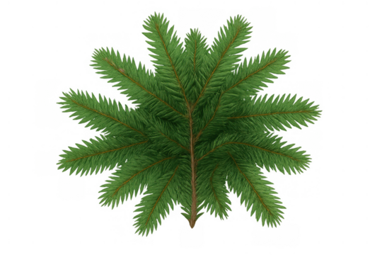 Fir tree branch detail from top view, evergreen coniferous plant element for christmas holiday design, transparent background