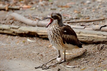 オーストラリアイシチドリのあくび