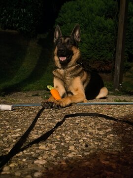 german shepherd chillin on the ground in the terrace