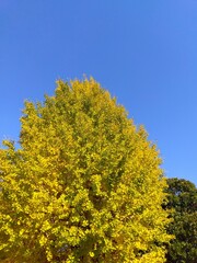 Fototapeta premium 秋の黄葉の銀杏の木とマテバシイの木と青空