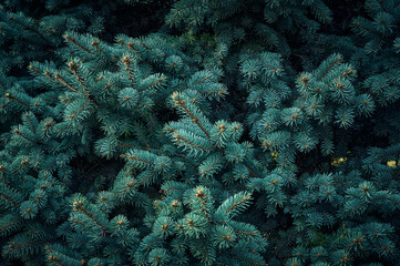 Green branches of a spruce tree close-up. Natural green Christmas tree background.