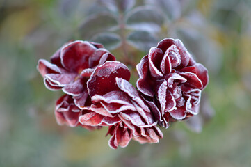 blooming red roses with green leaves covered with rime ice and frost