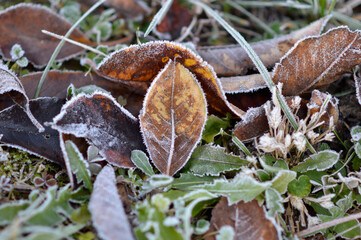 frozen autumn leaves with rime ice lying on the grass