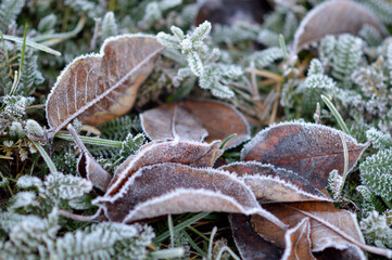 frozen autumn leaves with rime ice lying on the grass