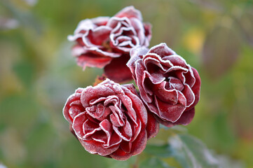 blooming red roses with green leaves covered with rime ice and frost