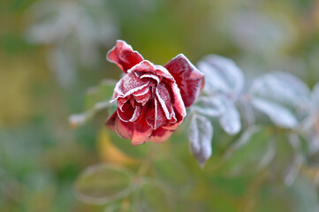 blooming red roses with green leaves covered with rime ice and frost