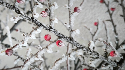 branches of cotoneaster bush with red berries covered with rime ice and frost