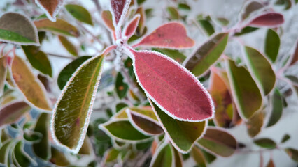 frozen photinia red robin leaves with rime ice close up
