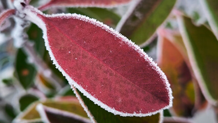 frozen photinia red robin leaves with rime ice close up