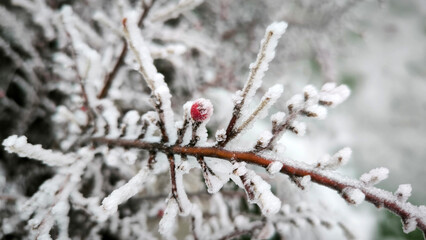 branches of cotoneaster bush with red berries covered with rime ice and frost