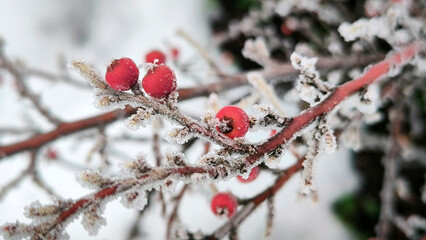 branches of cotoneaster bush with red berries covered with rime ice and frost